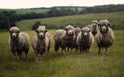 Mercedes wśród wełen, czyli merino w dywanach Samarth